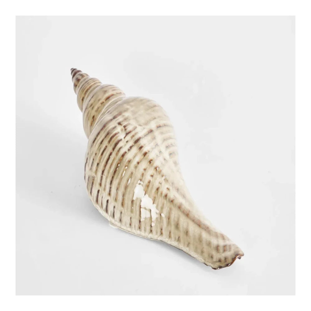 Conch Shell