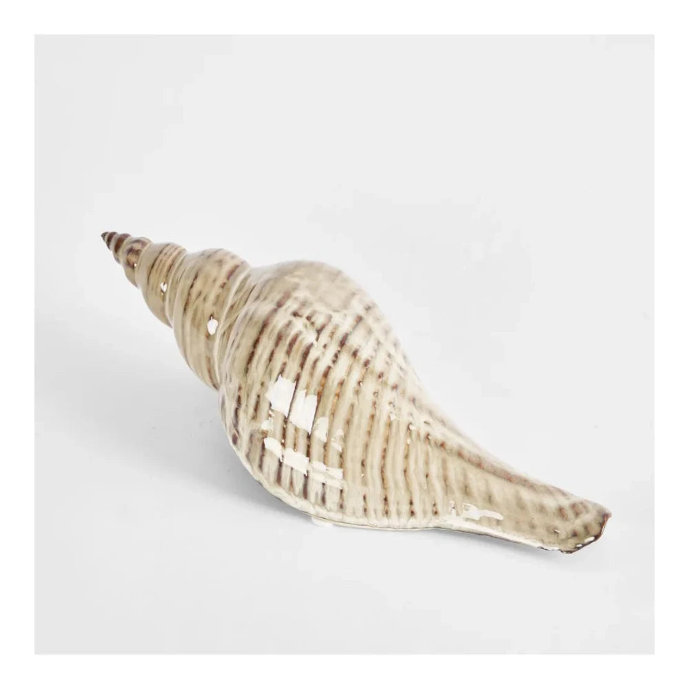 Conch Shell