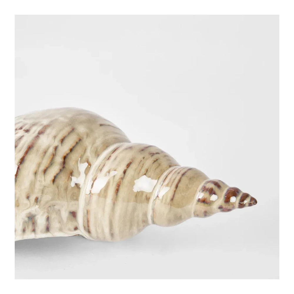 Conch Shell