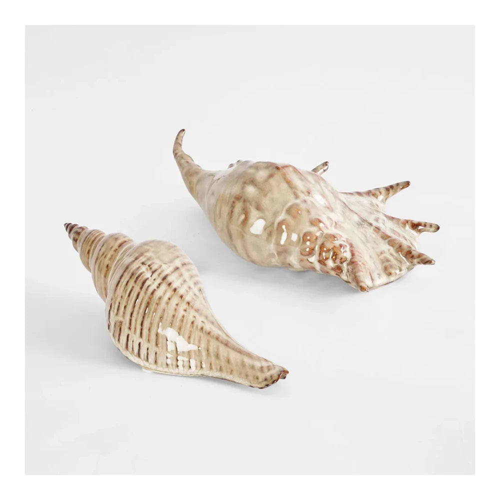 Conch Shell