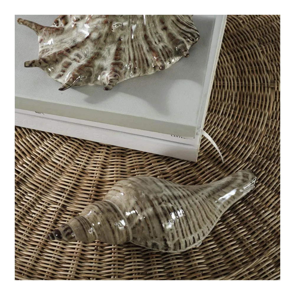 Conch Shell