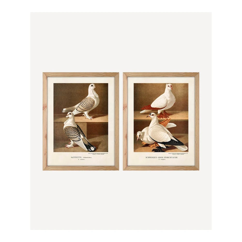 Pigeon Wall Art (SET2)