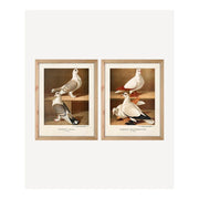 Pigeon Wall Art (SET2)